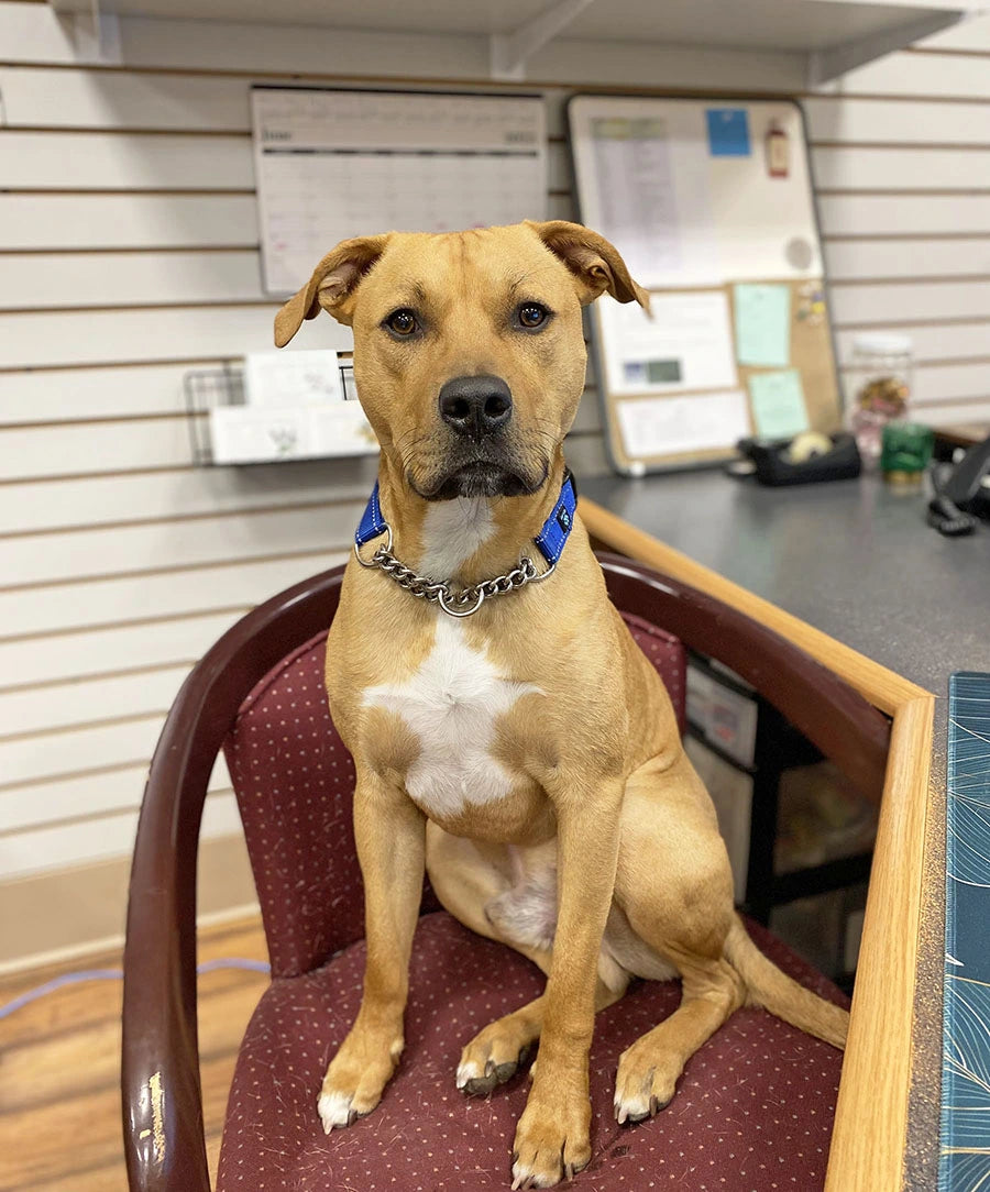 Man Bar's office dog sitting in a chair at a desk